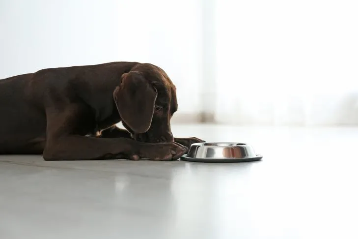 A German Shorthaired Pointer puppy lying down next to its bowl indoors, appearing curious.