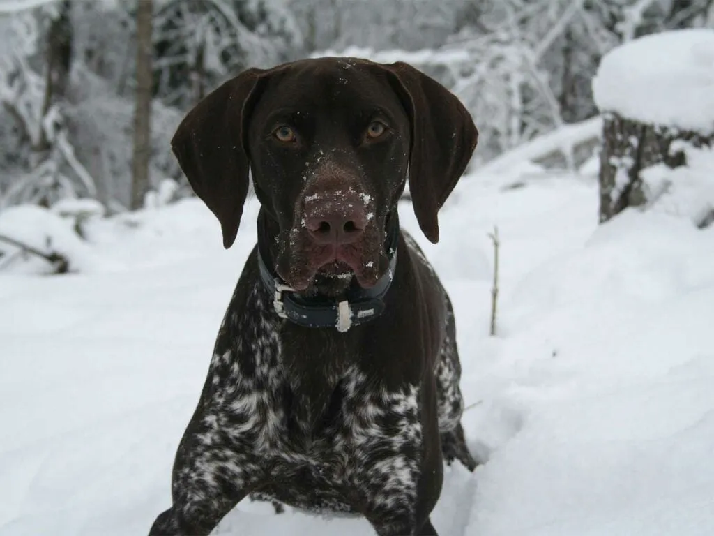 A German Shorthaired Pointer resting peacefully in a snowy field.