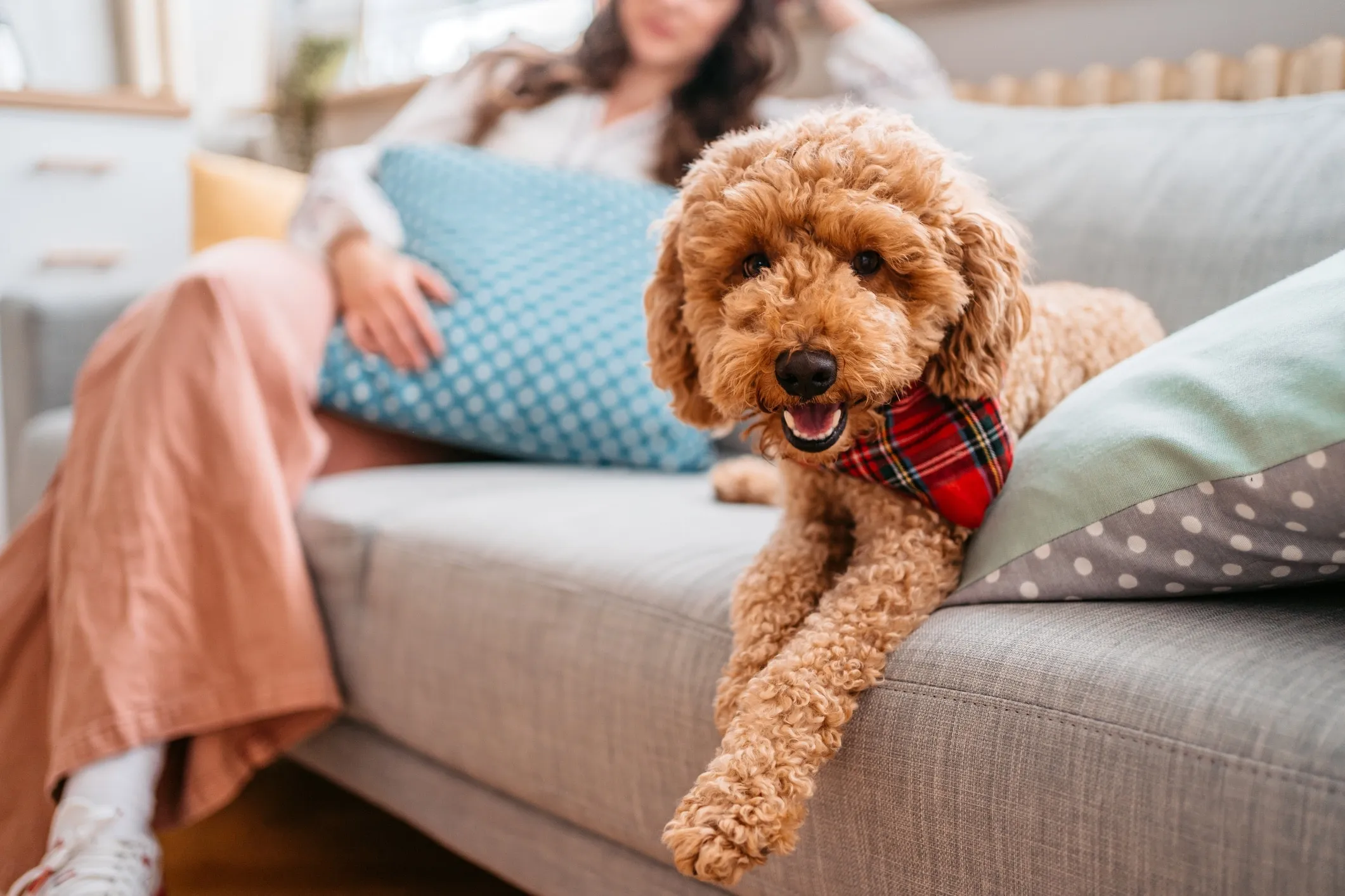 A golden-colored Goldendoodle lying relaxed on a couch