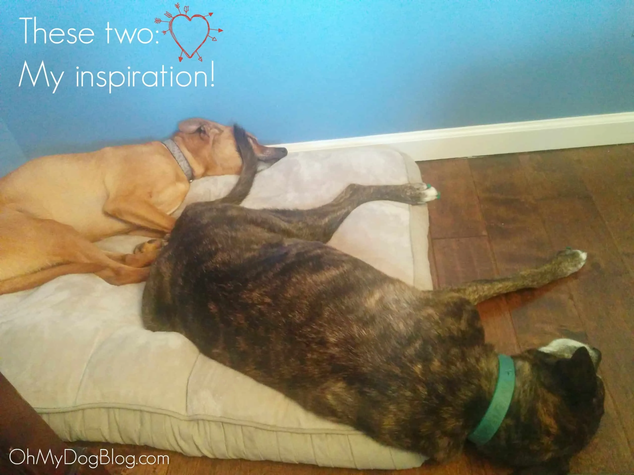 A golden retriever and a smaller mixed-breed dog posing together, representing the author's inspiration for sharing dog care stories and blogging experiences.