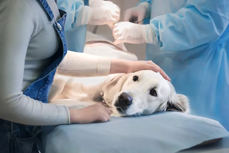 A Golden Retriever being comforted while lying on a table at a veterinary clinic.