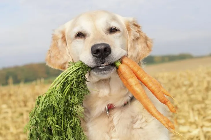 A Golden Retriever gently holding several carrots in its mouth, illustrating a safe and crunchy vegetable snack for dogs.