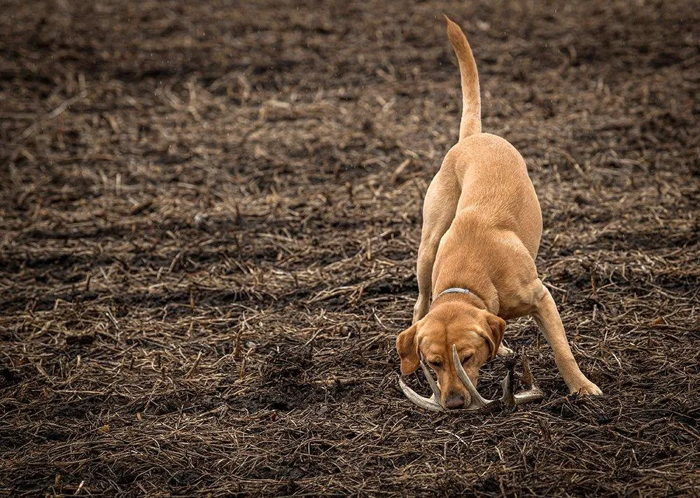 A golden retriever happily carrying a shed antler.