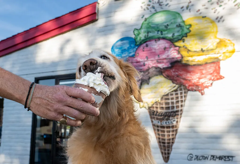 A golden retriever happily devouring whipped cream at an ice cream shop with a colorful mural.
