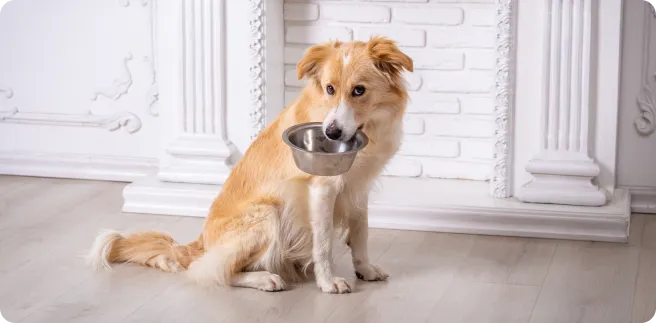 A Golden Retriever happily eating from a bowl