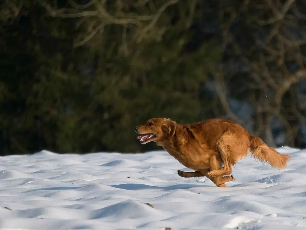 A Golden Retriever joyfully running through a snowy landscape.
