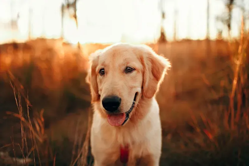 A Golden Retriever looking alert and friendly, sitting in a grassy field.