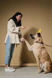 A golden retriever shaking hands with a person.