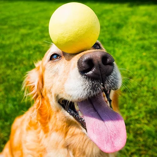 A golden retriever sitting patiently, waiting for a command