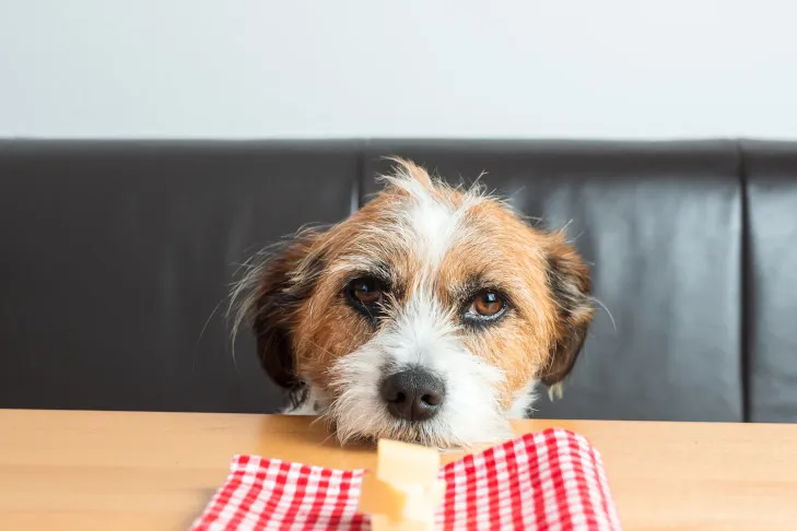 A Golden Retriever's head resting on a kitchen table, intently looking at a piece of cheese, showing its curious nature around human food.