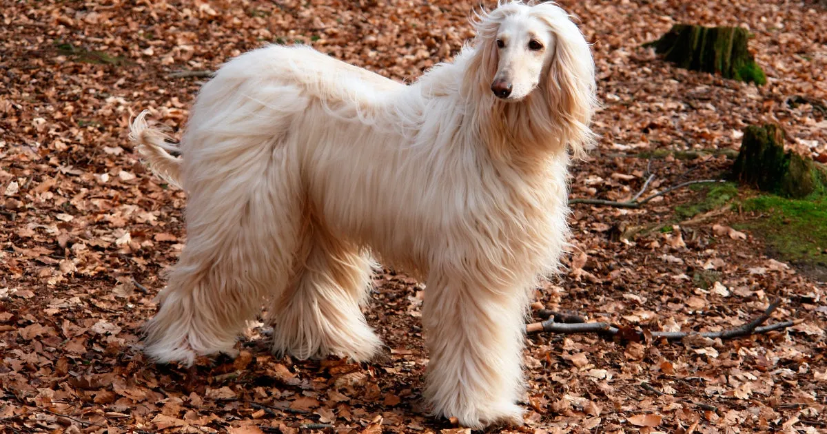 A graceful beige Afghan Hound with luxurious, long, flowing hair, captivating with its regal presence.