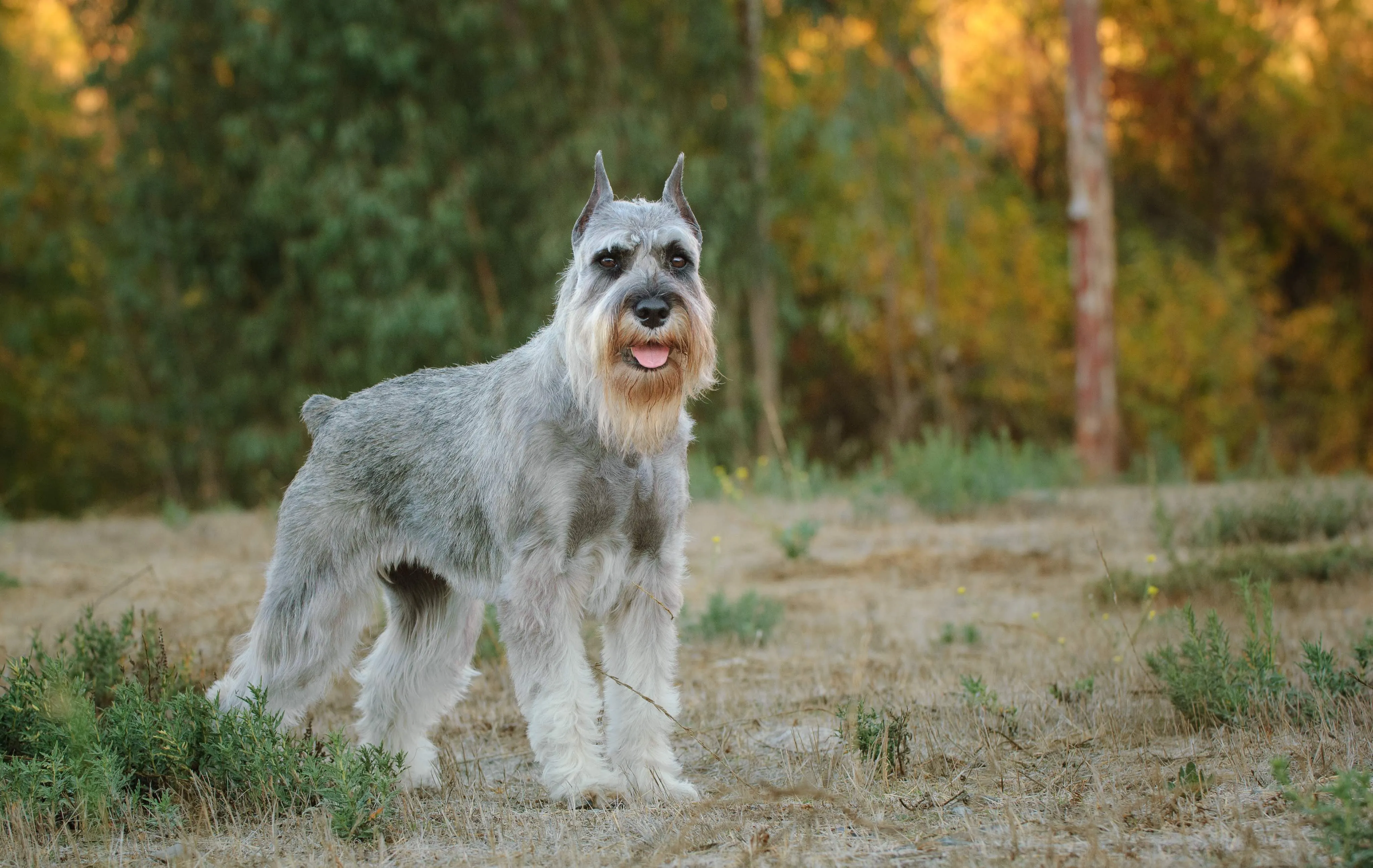 A gray Standard Schnauzer standing alert in a grassy field
