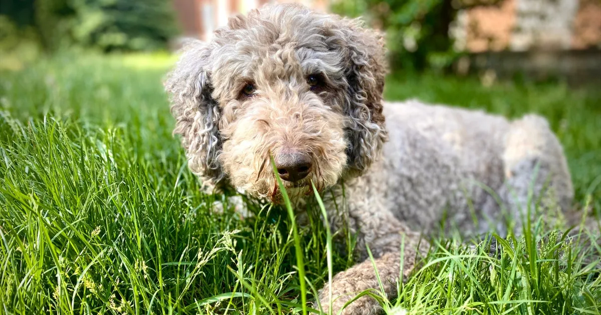 A grey and brown Lagotto Romagnolo with a dense curly coat laying on green grass.