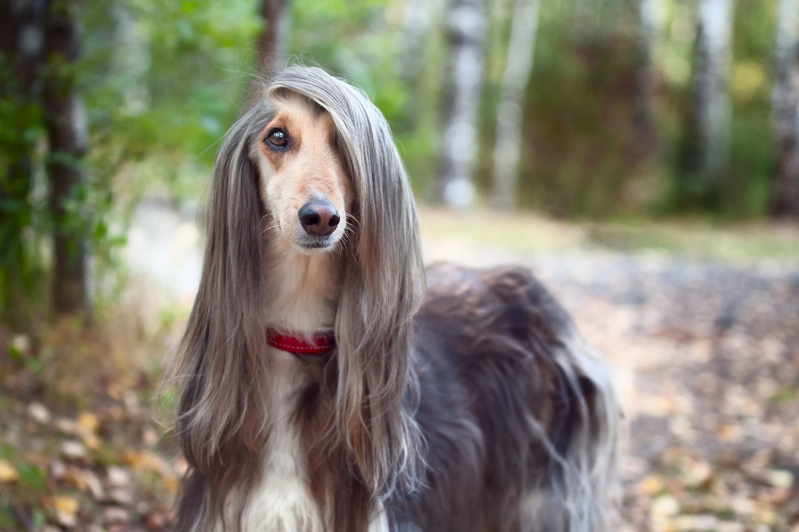 A grey and tan Afghan Hound with a long, flowing coat looking at the camera