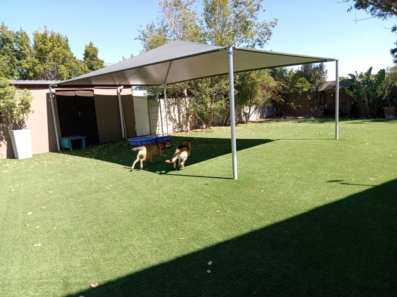 A group of happy dogs playing in an outdoor enclosure with synthetic grass.