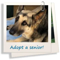 A group of senior German Shepherds resting together