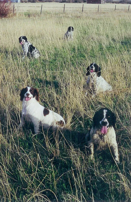 A group of Springer Spaniels sitting attentively in a field