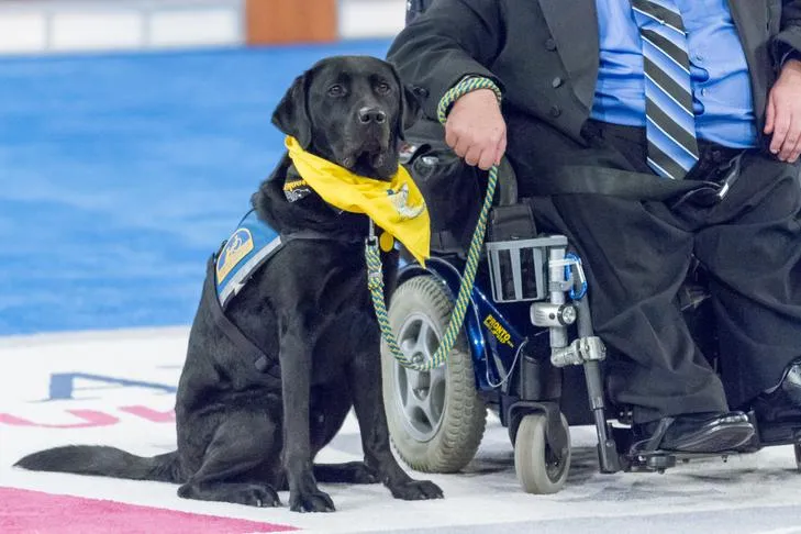 A handler and their well-behaved Golden Retriever service dog working indoors