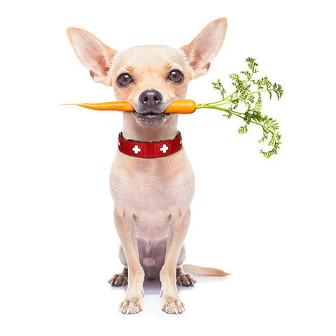 A happy Chihuahua enjoying a piece of cooked chicken