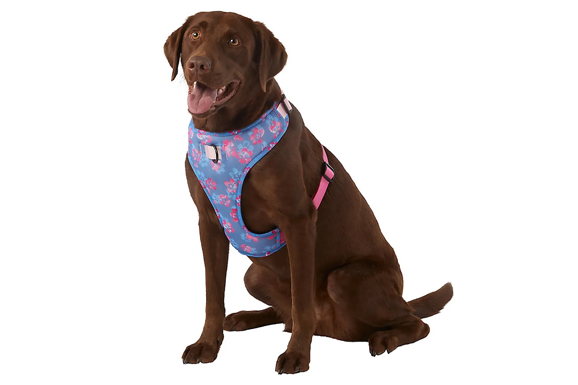 A happy chocolate Labrador Retriever, reflecting the variety of dog accessories and products available at PetSmart.
