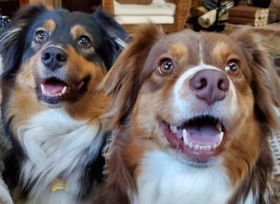 A happy dog eagerly eating from its food bowl