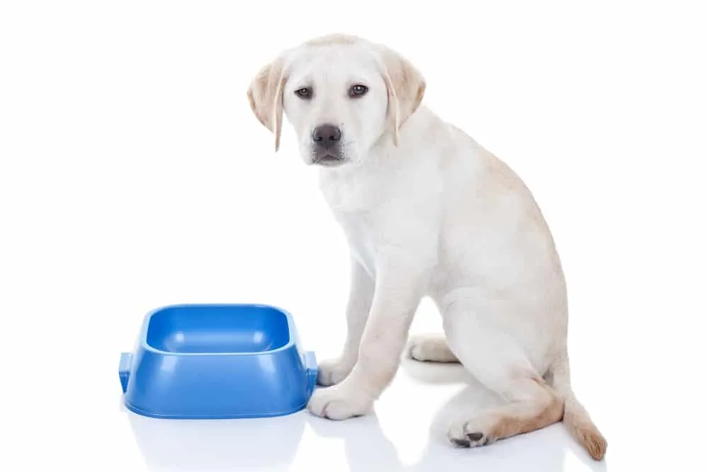 A happy dog eating kibble from a bowl