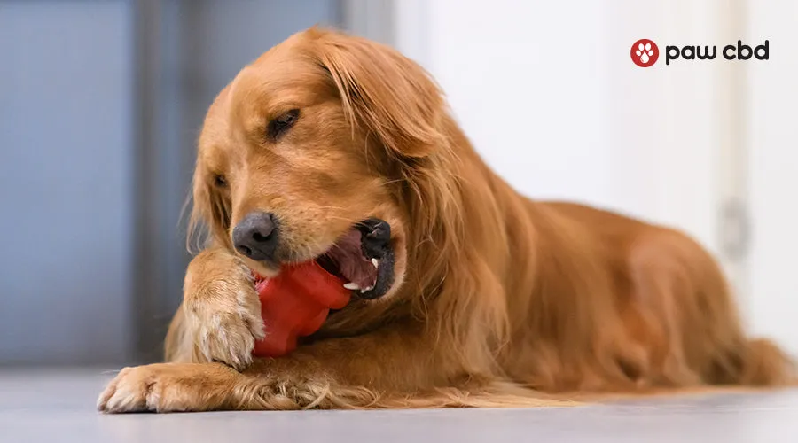 A happy dog lies on a carpet, actively chewing a durable, red interactive dog toy, demonstrating mental engagement and distraction.