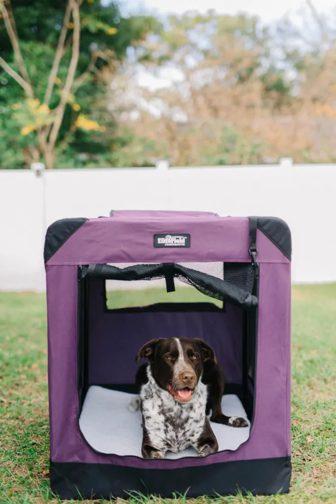 A happy dog sitting comfortably inside an EliteField soft sided dog crate, showcasing its spacious interior and mesh windows.