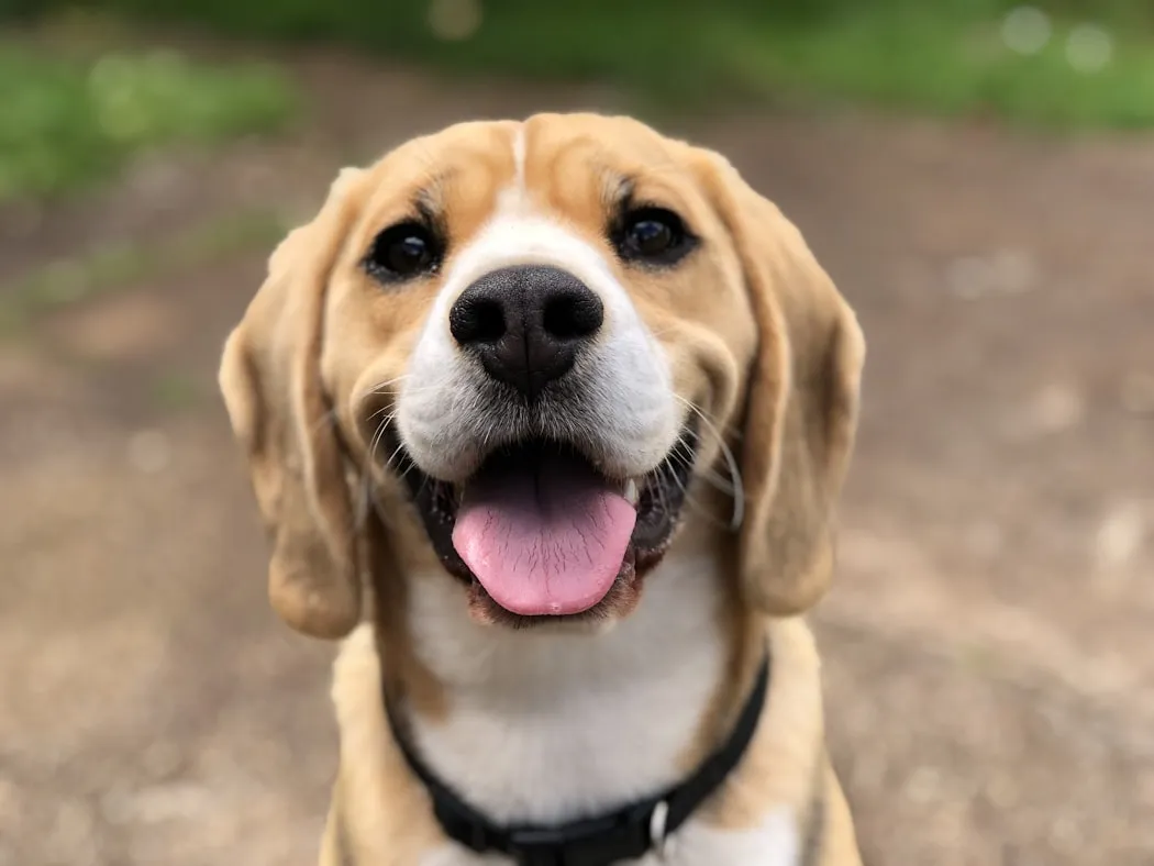 A happy dog wagging its tail