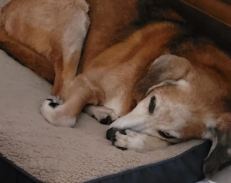 A happy dog with a glossy coat, a common benefit reported by fresh pet dog food users.