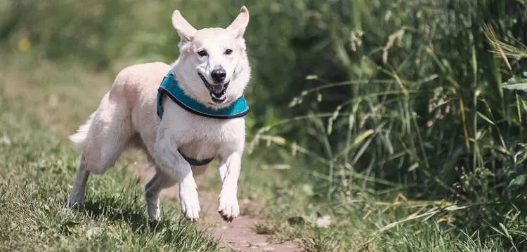 A happy dog with a shiny coat, receiving a drop of cod liver oil