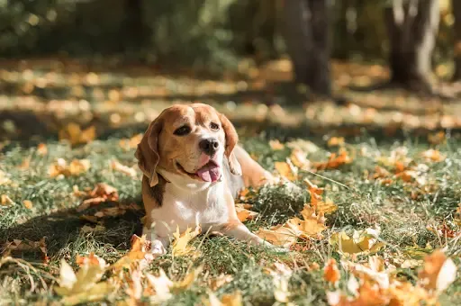 A happy golden retriever puppy learning essential training commands