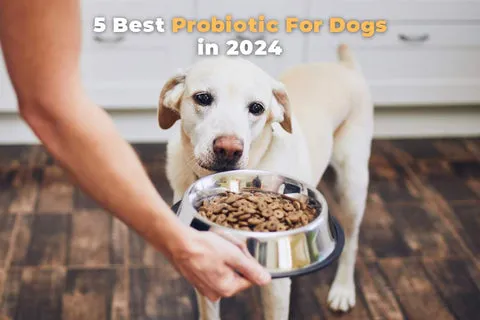 A happy golden retriever smiling, symbolizing the health benefits of the best probiotic for dog skin allergies.