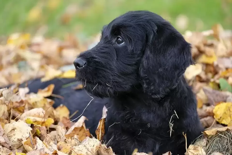 A happy Labradoodle with a curly, fleece-like coat.