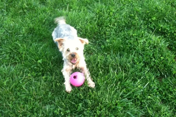 A happy mixed breed dog laying on grass with a toy