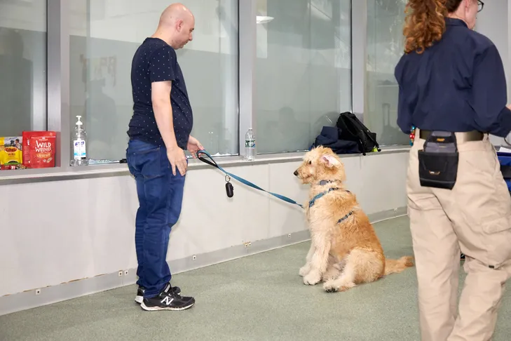 A happy puppy sitting attentively in a training class, looking towards its owner.