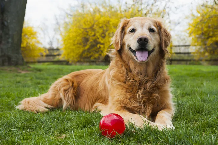 A happy senior Golden Retriever with arthritis resting comfortably on grass next to a toy ball, enjoying pain relief.