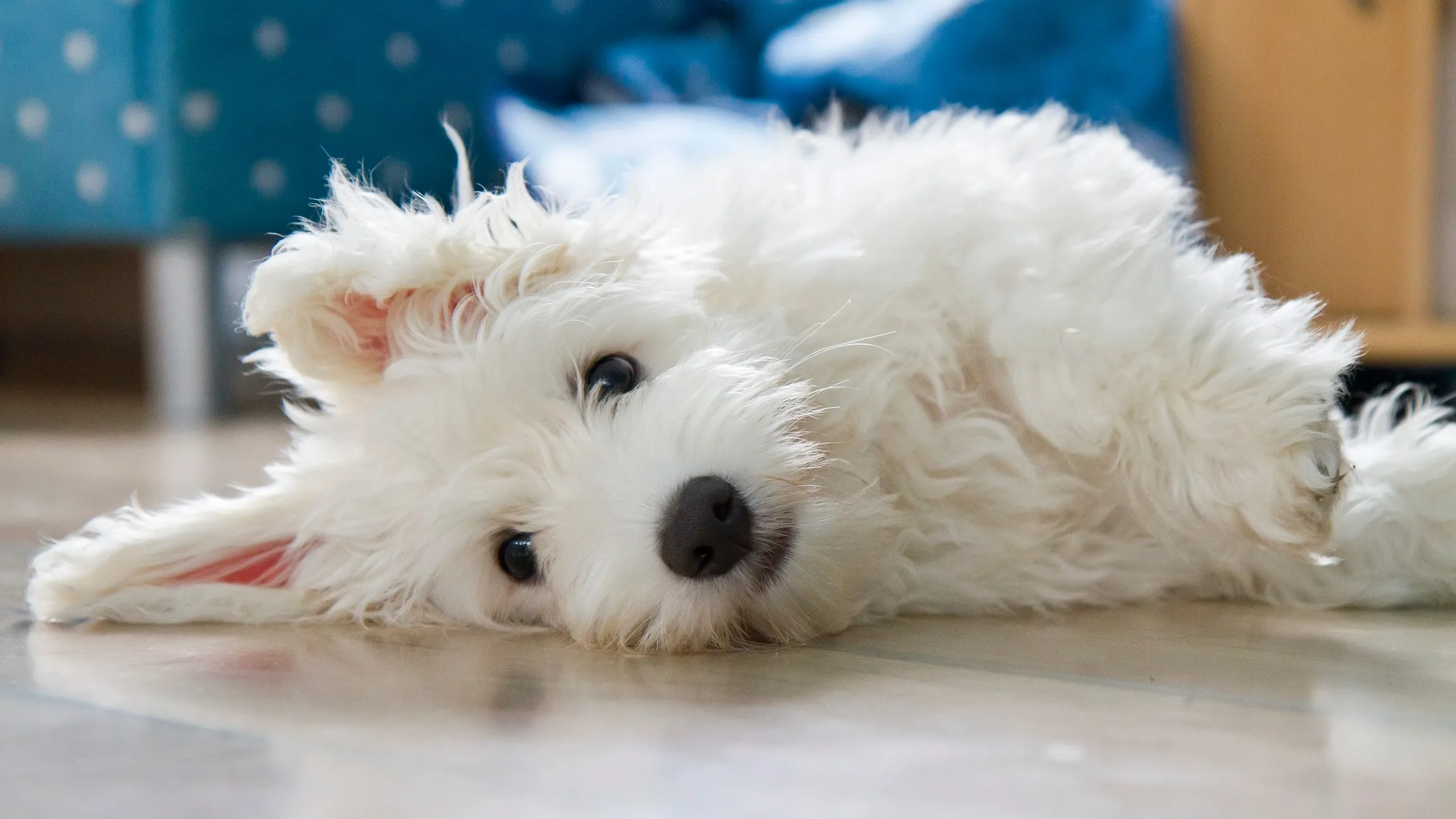 A happy small white Coton de Tulear dog lying on the floor and looking at the camera, embodying a friendly and easygoing white companion.