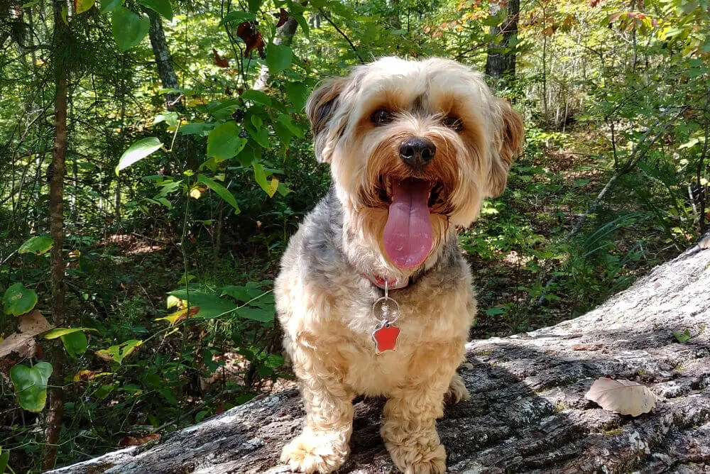 A happy Yorkshire Terrier sitting beside a bowl of dry dog food, looking expectantly at the camera.