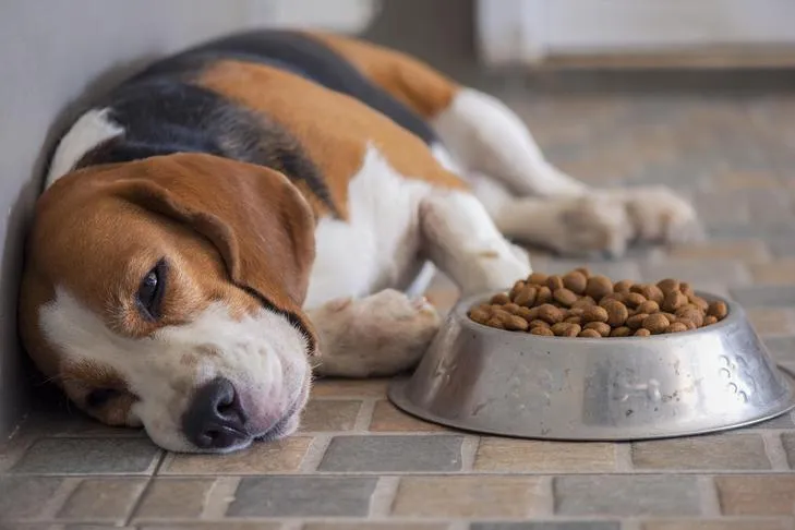 A healthy Beagle resting next to a full food bowl, symbolizing a dog potentially refusing food due to poisoning symptoms.