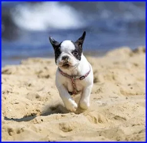 A healthy French Bulldog puppy enjoying high-quality food