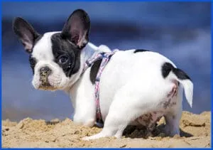 A healthy French Bulldog puppy looking content