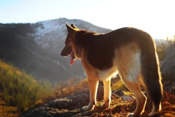 A healthy German Shepherd dog standing on a grassy hill, showcasing good posture and limb alignment, free from visible signs of hip dysplasia.