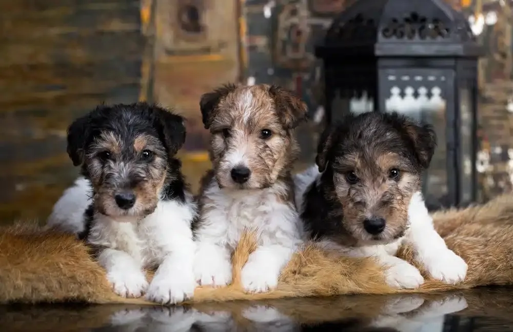 A healthy Wire Haired Fox Terrier puppy looking inquisitive, representing qualities found from reputable breeders.