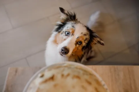 A hungry Collie eagerly looking at its bowl, which might contain a bland diet of white rice for an upset stomach