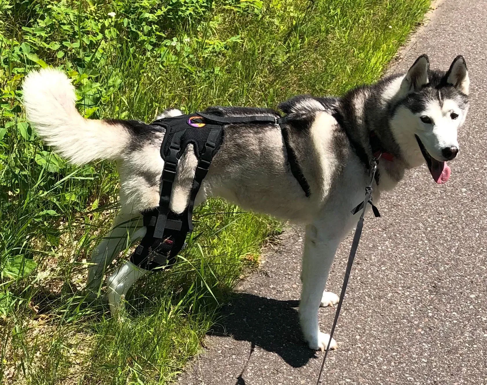 A Husky wearing a dog knee brace, offering support and stability for an ACL/CCL tear
