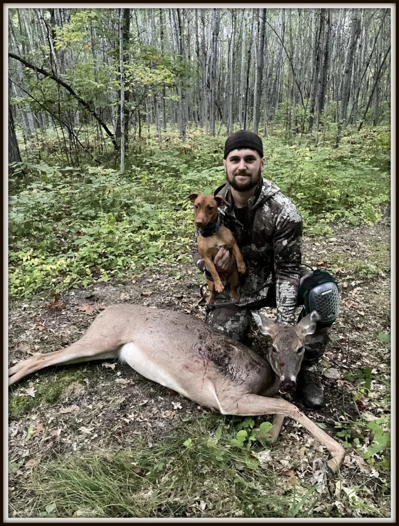 A Jack Russell Terrier, potentially a wired coat type, proudly posing with a deer, showcasing its hunting skills