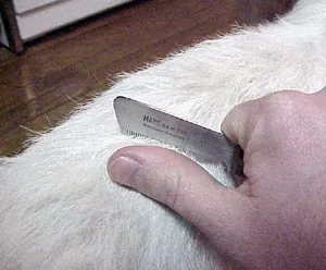A Jack Russell Terrier's neck is being groomed with a stripping tool.