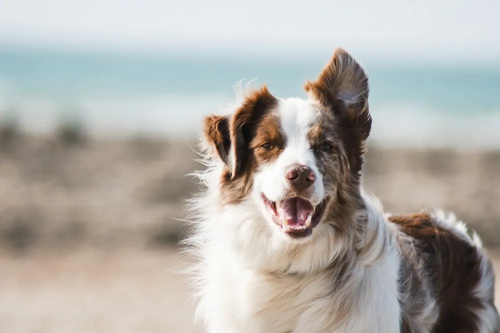 A joyful Border Collie sprints on a sandy beach, embodying the health and energy a balanced diet with appropriate meat everyday can provide for active dogs.