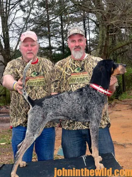 A keen-eyed Bluetick Hound puppy, illustrating the desirable traits for future championship coon dogs and potential bluetick hounds for sale.